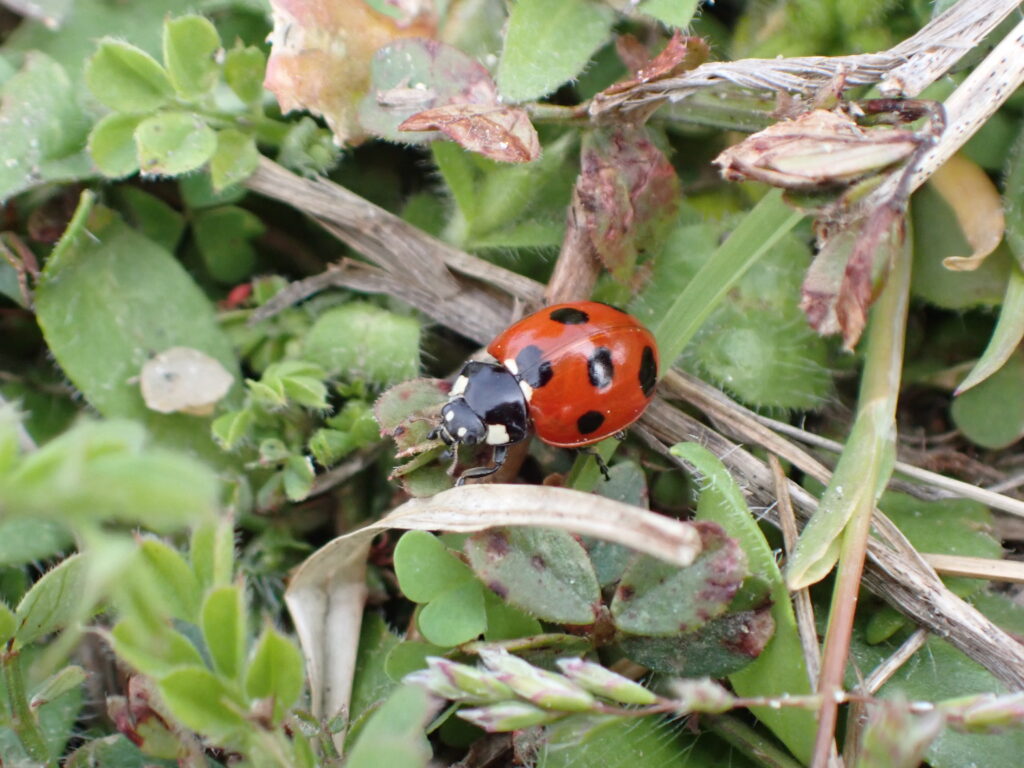 ナナホシテントウ